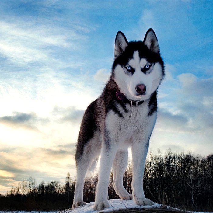 Un cumpleaños que se tuerce [Priv. Max, Yoko, Roku, Sigrun & Ashe] Husky-siberiano-ojos-azules-perro-petsboss-mascotas-razas-siberia-nieve-alaska